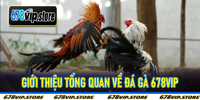 Giới Thiệu Tổng Quan Về Đá Gà 678Vip