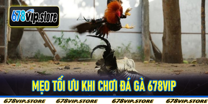 Mẹo Tối Ưu Khi Chơi Đá Gà 678Vip