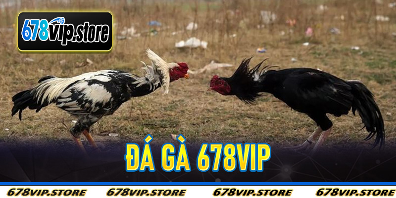 Đá Gà 678Vip